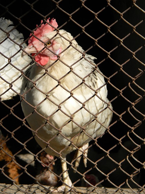 中国研究机 中国研究机